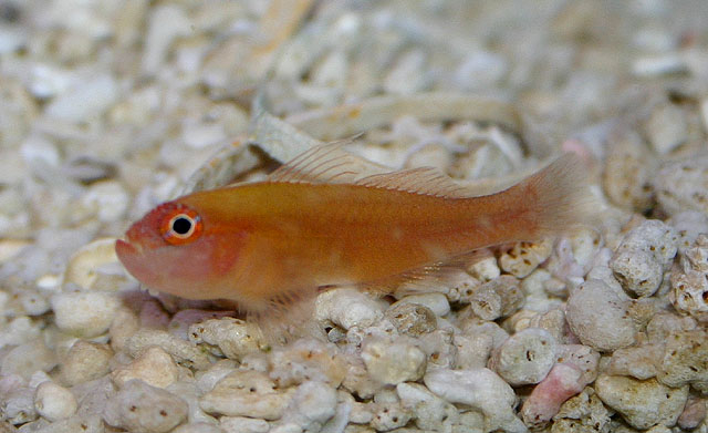  Trimma barralli (Red Pygmy Goby)